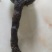纯野生赤灵芝