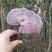 纯野生赤灵芝