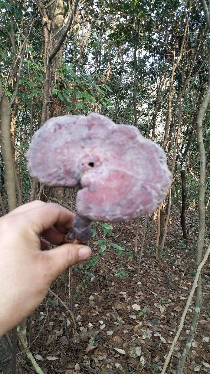 纯野生赤灵芝