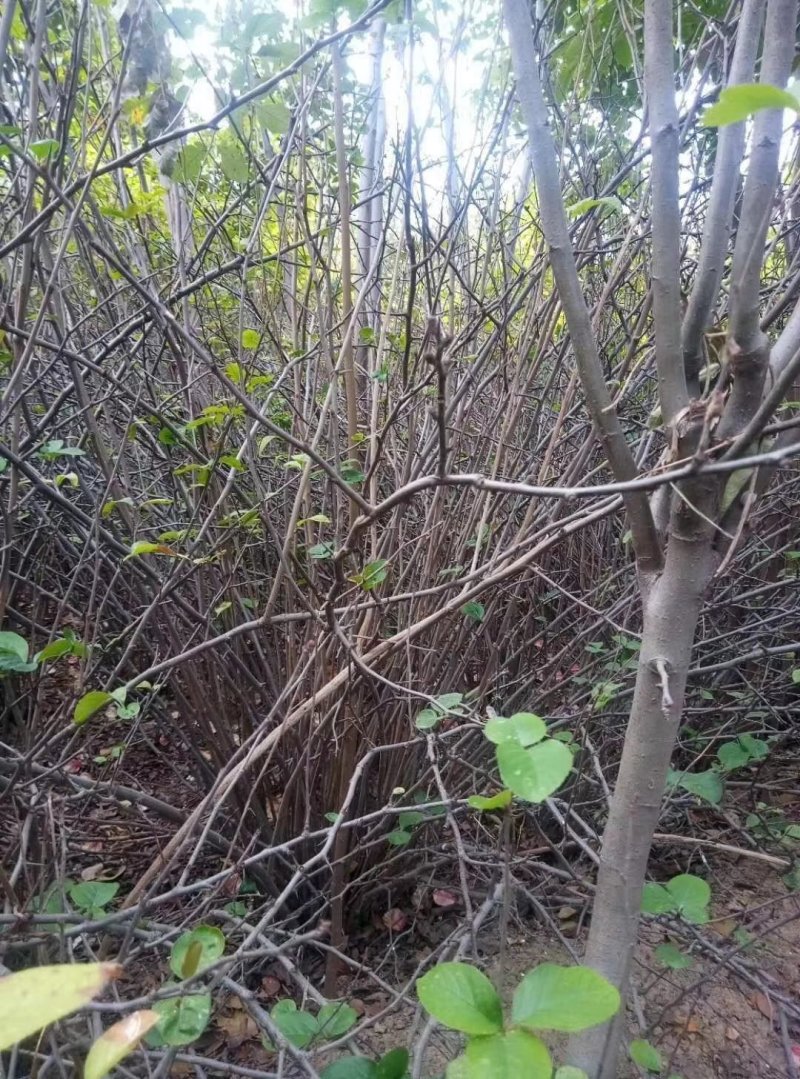铁杆海棠小苗绿篱苗篱笆苗铁杆海棠球丛生海棠