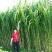 新型皇竹草种子，全新种子，鸡鸭牛羊马鱼鹅兔