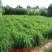 新型皇竹草种子，全新种子，鸡鸭牛羊马鱼鹅兔