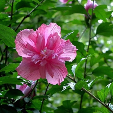 木槿花8年苗包成活