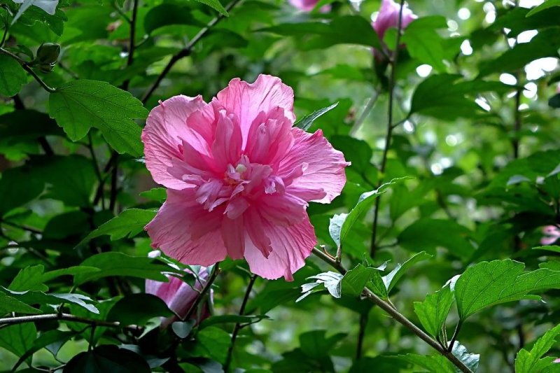 木槿花8年苗包成活