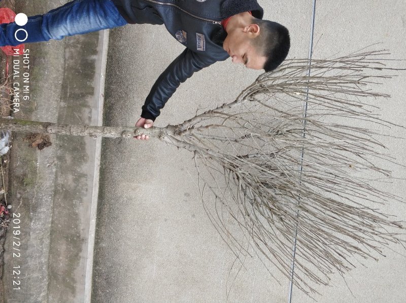 木槿花8年苗包成活