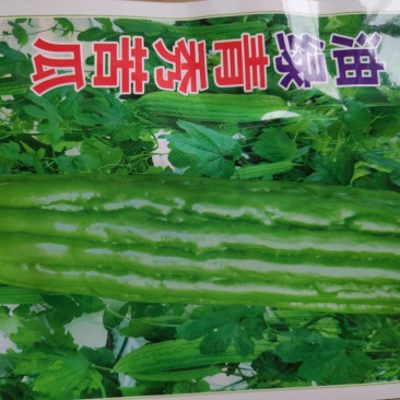 苦瓜种子油绿青秀苦瓜