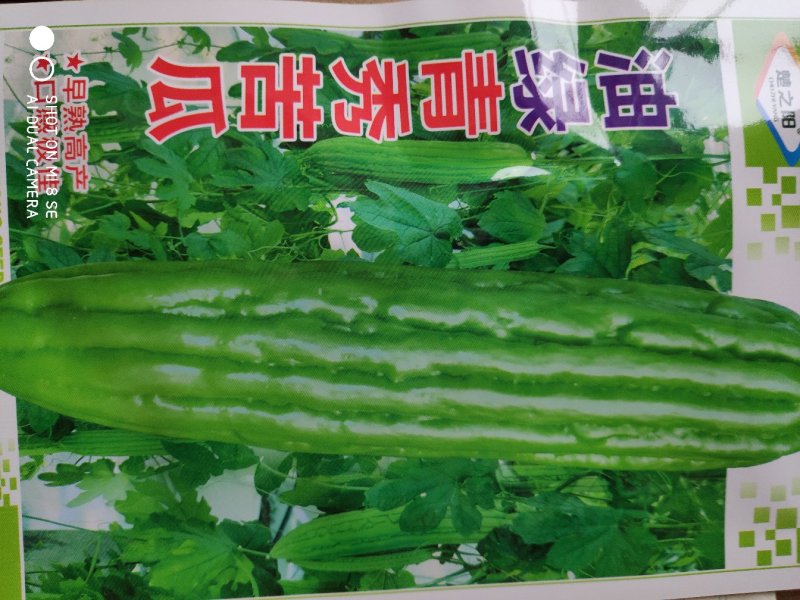 苦瓜种子油绿青秀苦瓜