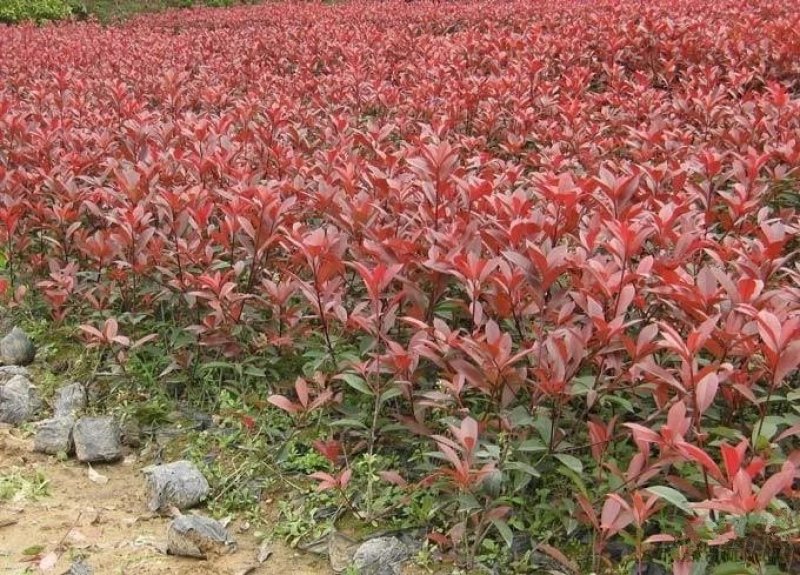 红叶石楠苗成活率高包技术苗高度30～50公【包邮】