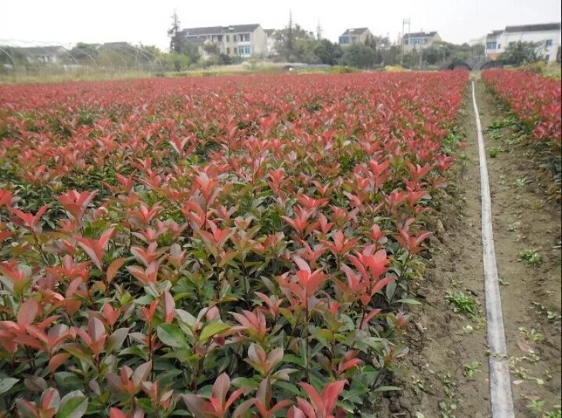 红叶石楠苗成活率高包技术苗高度30～50公【包邮】