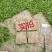 大叶油草22㎝ⅹ22㎝