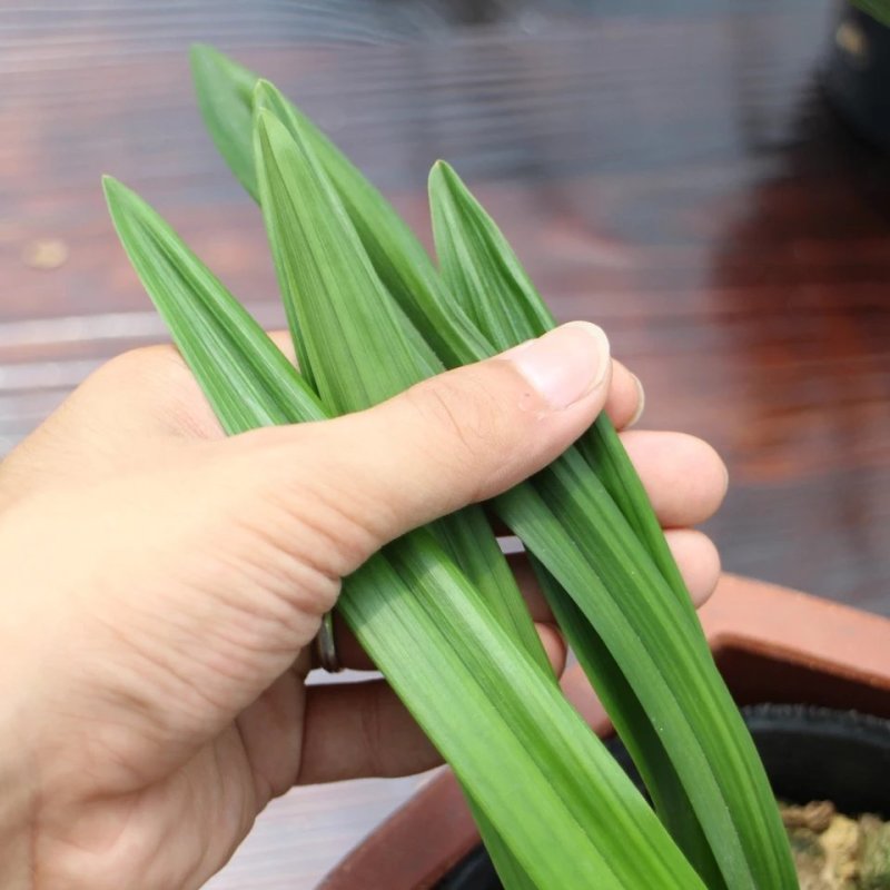 兰花苗成活率高包品种欢迎选购量大从优基地直销