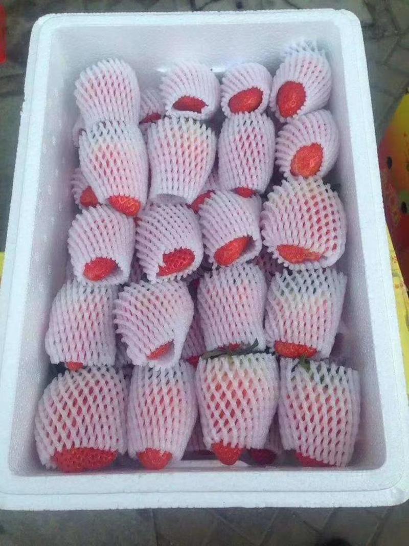 丹东东港马家岗九九奶油草莓