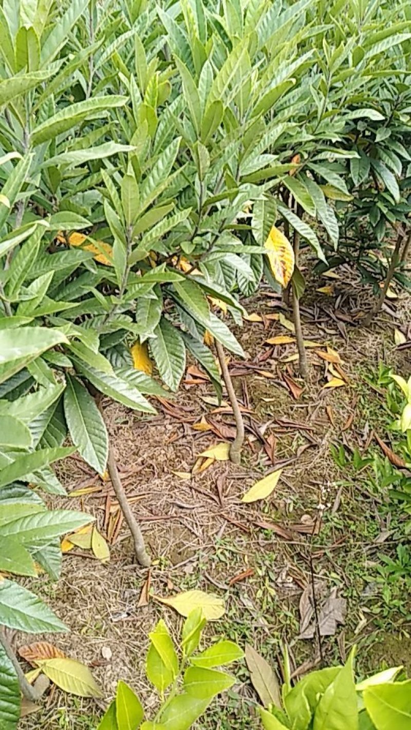 枇杷树