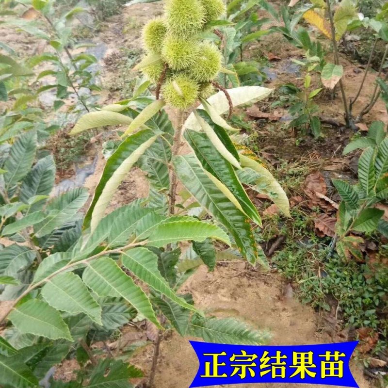 大红袍板栗嫁接苗成活率高欢迎实地看苗