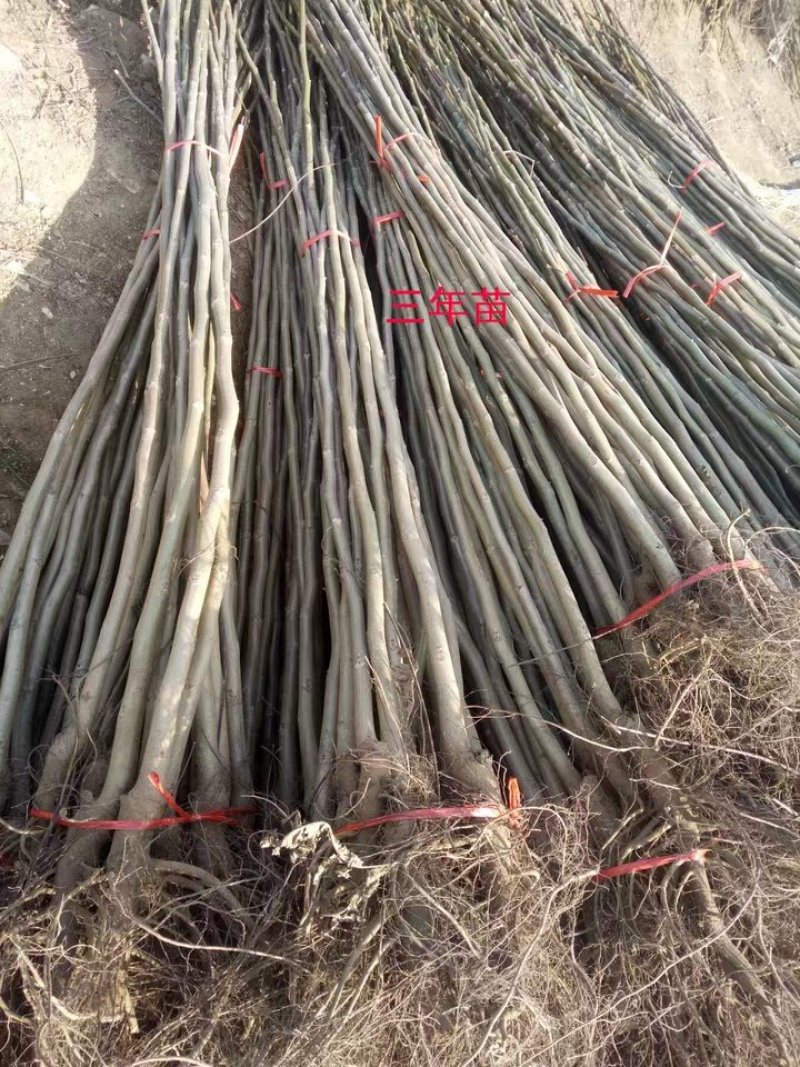 八月红酥梨苗大小规格齐全成活率高欢迎实地看苗