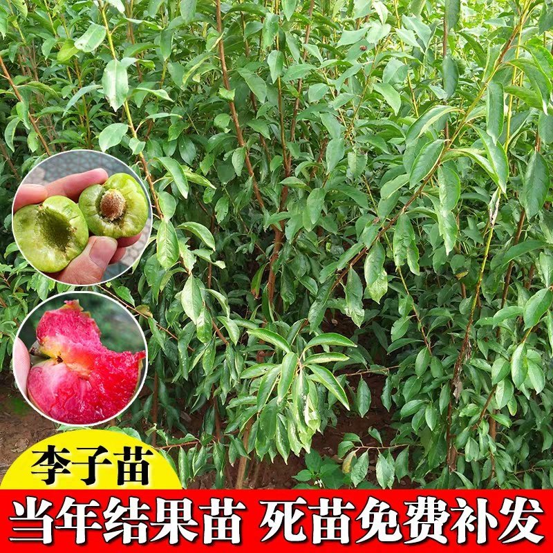 李子树苗成活率高耐寒四季欢迎实地选苗