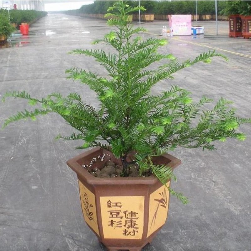 曼地亚红豆杉成活高包正品放心苗放心购买