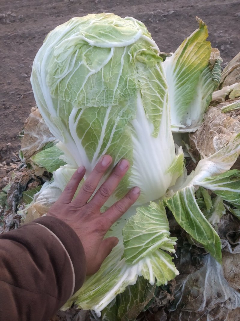 黄心菜，青杂三号白菜大量上市