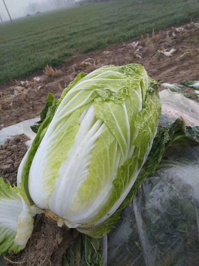 黄心菜，青杂三号白菜大量上市