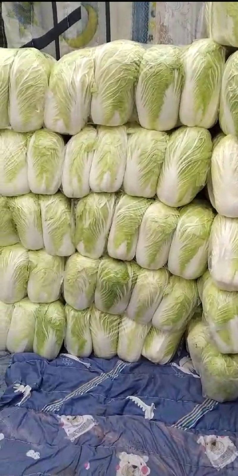 黄心菜，青杂三号白菜大量上市