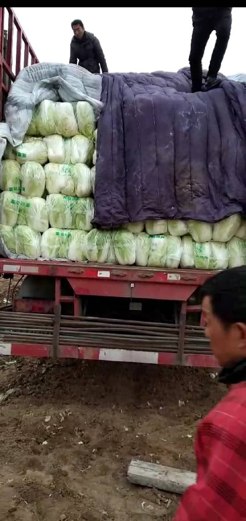 黄心菜，青杂三号白菜大量上市