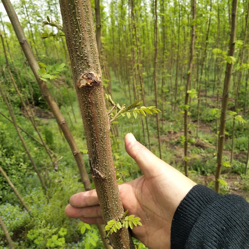 皖槐一号速生无刺槐树苗
