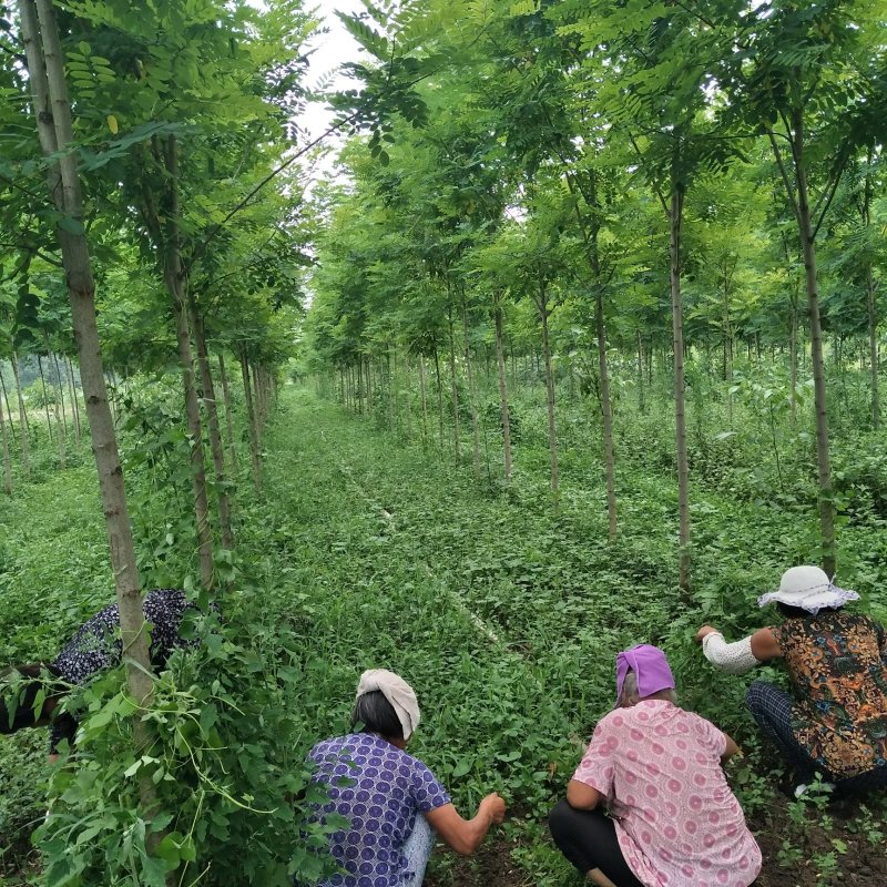 皖槐一号速生无刺槐树苗