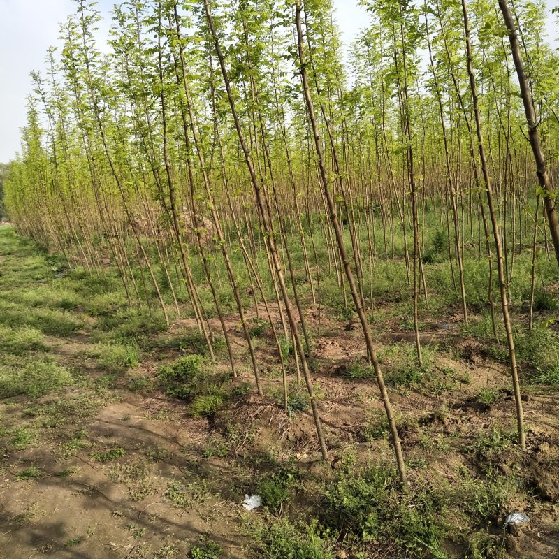 皖槐一号速生无刺槐树苗