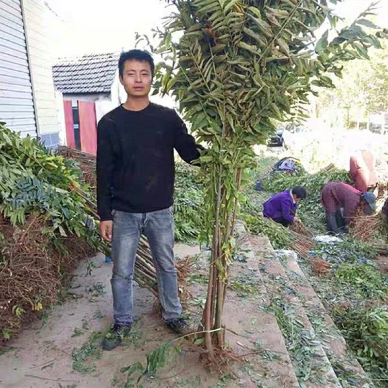 香椿苗