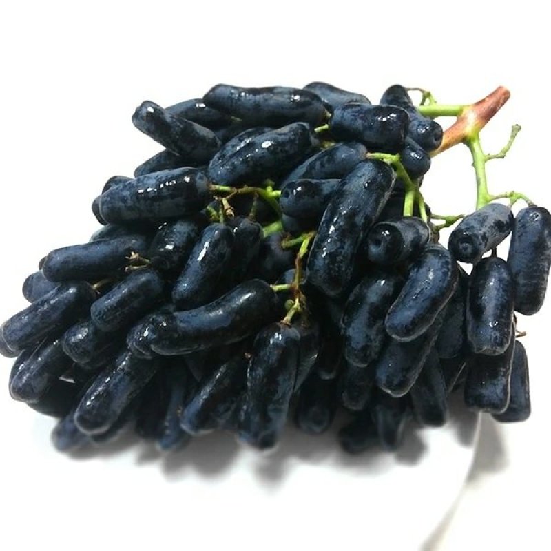 蓝宝石葡萄苗
