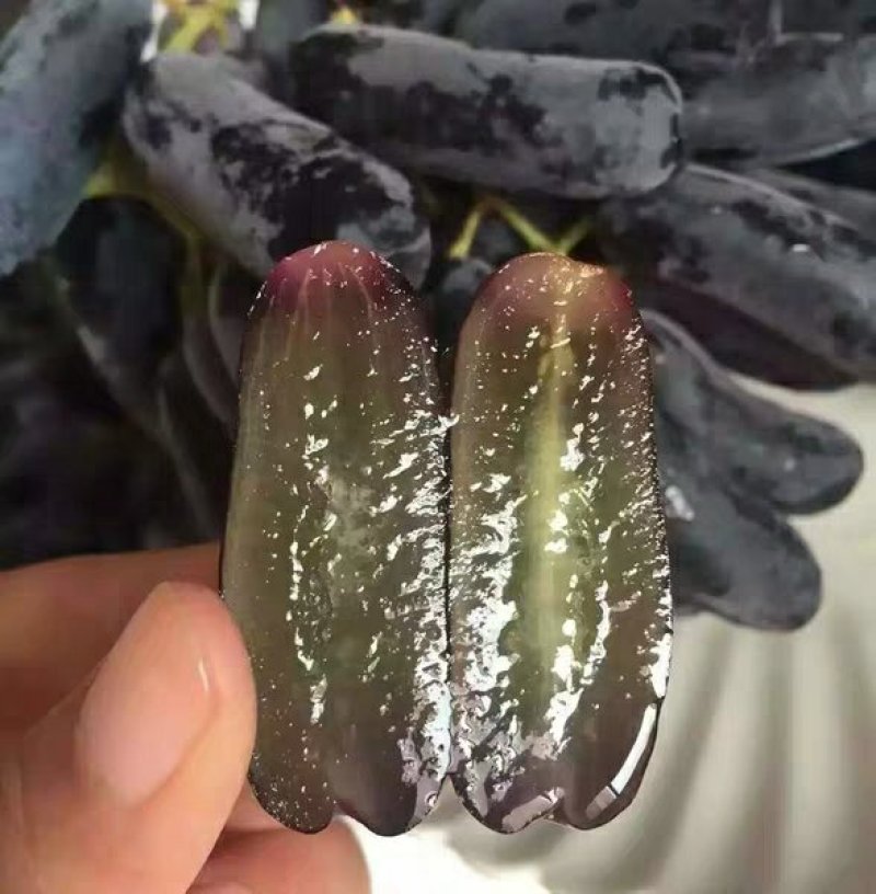 占地葡萄树