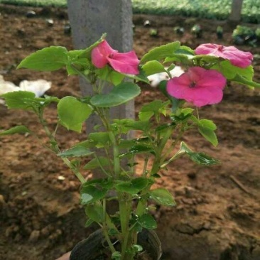 凤仙花