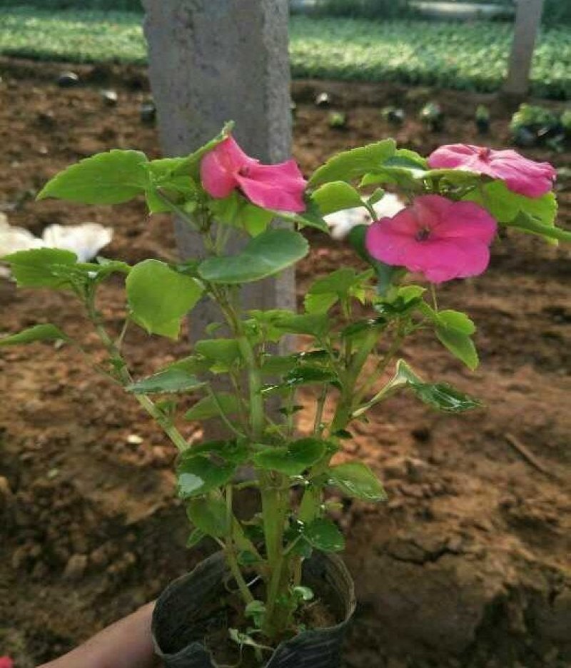 凤仙花