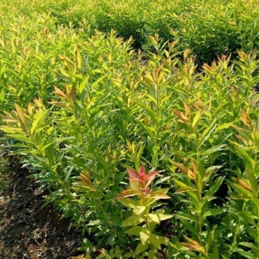 金山绣线菊