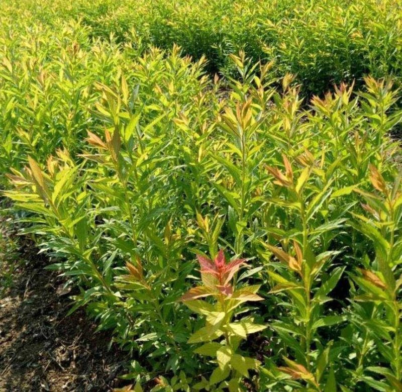 金山绣线菊