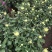 国庆菊，各种花色大菊花