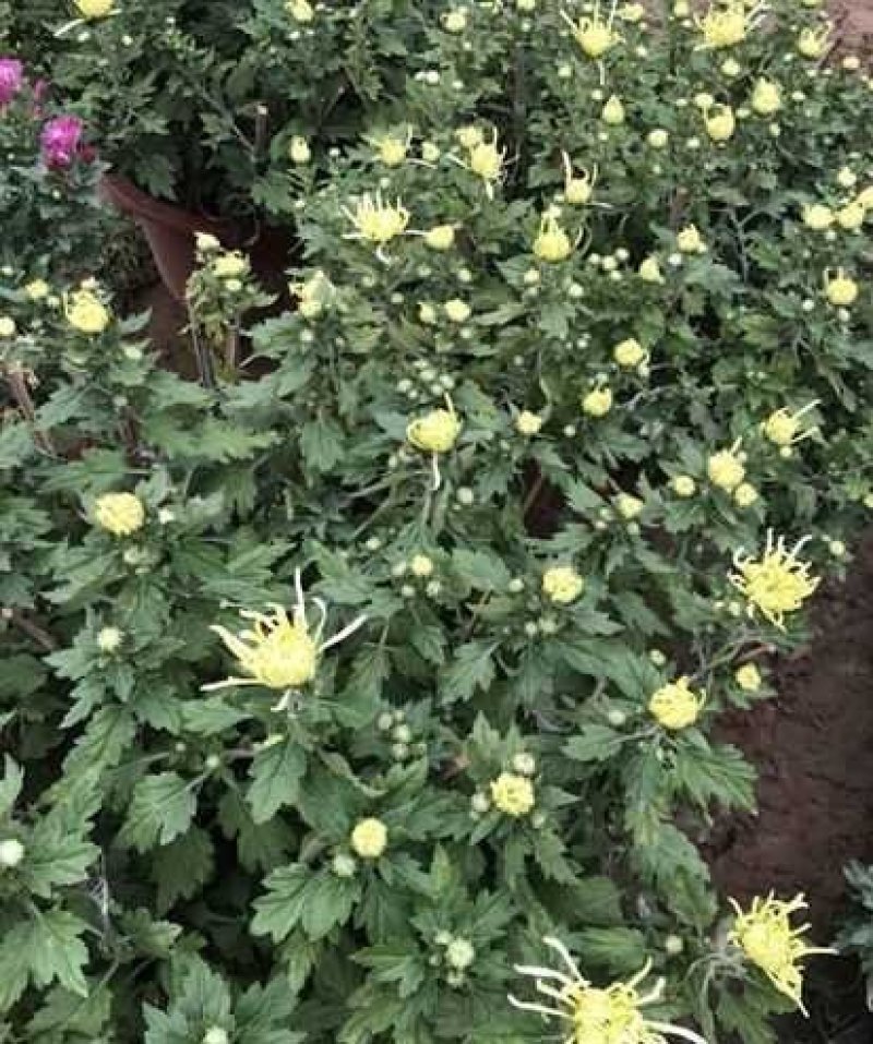 国庆菊，各种花色大菊花