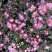 国庆菊，各种花色大菊花
