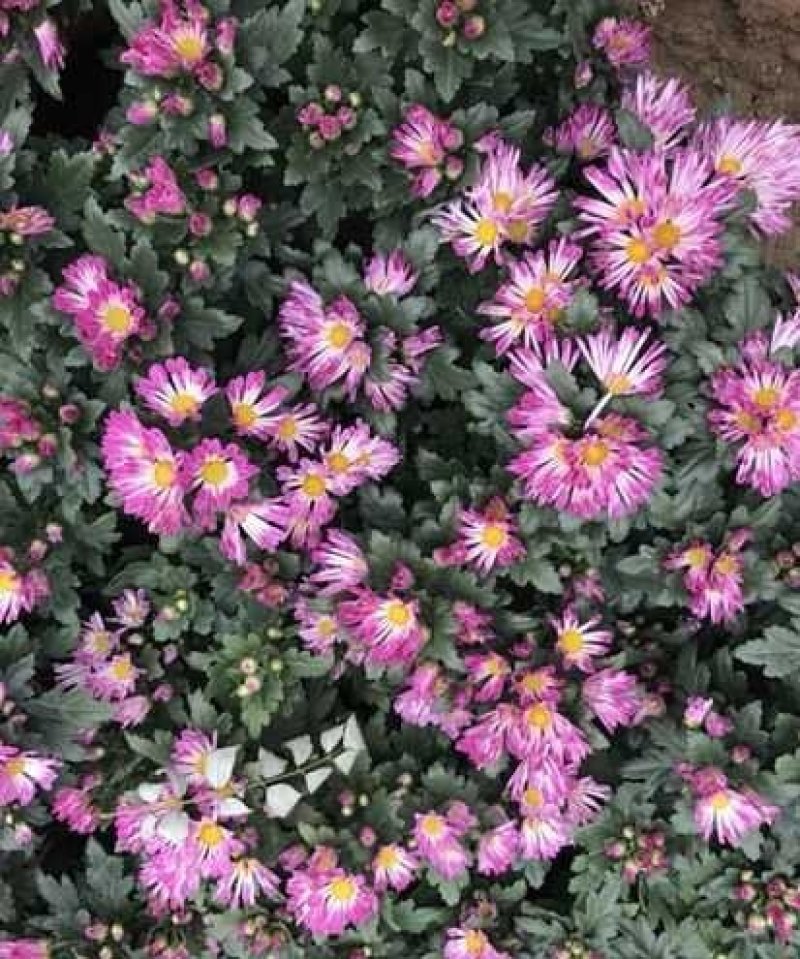 国庆菊，各种花色大菊花