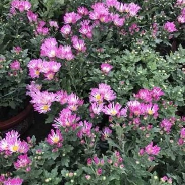 国庆菊，各种花色大菊花