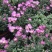 国庆菊，各种花色大菊花