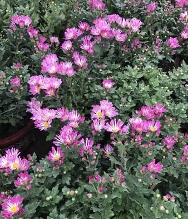 国庆菊，各种花色大菊花