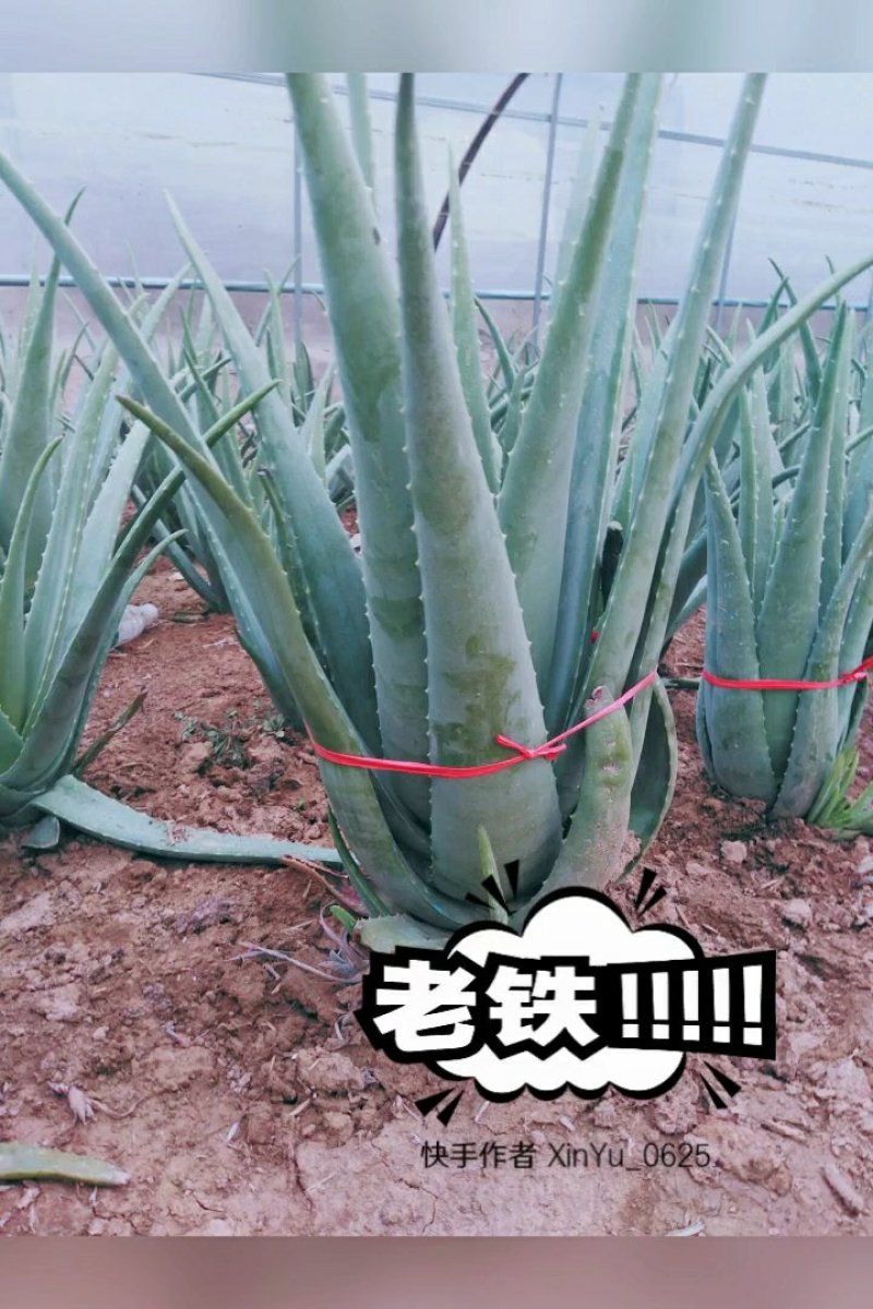 周口市川汇区慧美芦荟批发中心