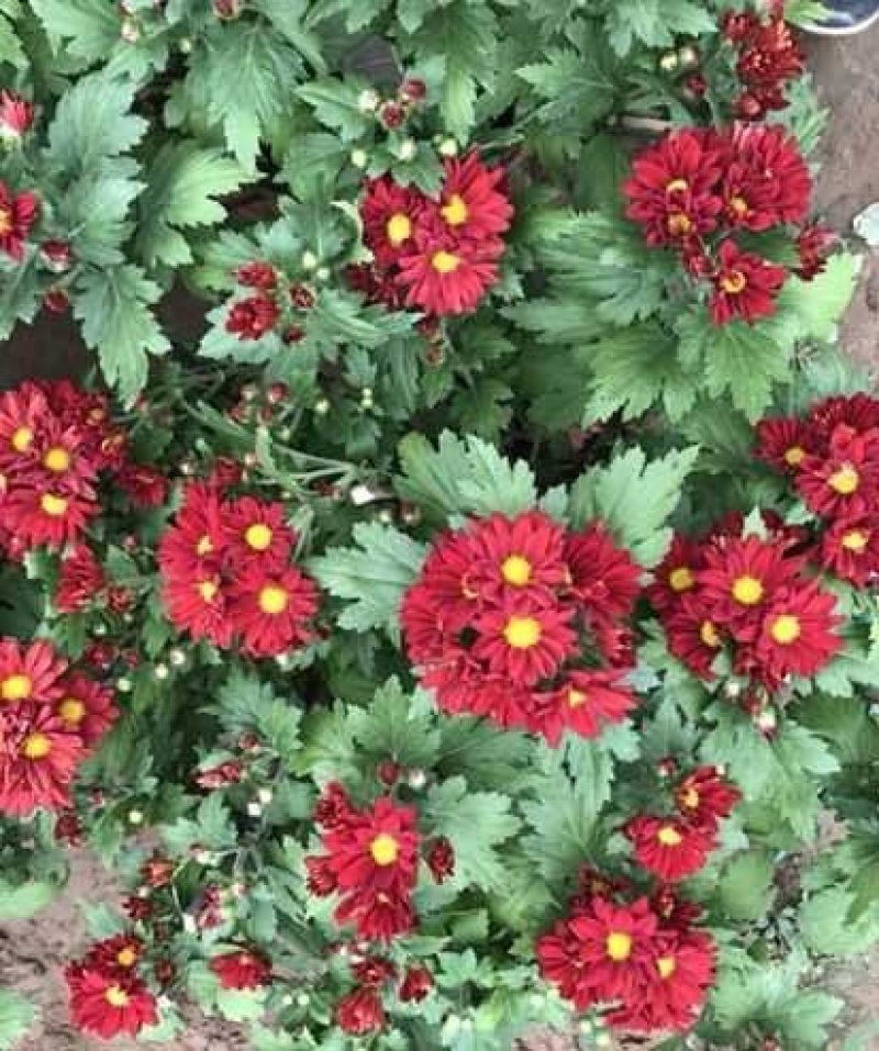 基地国庆菊，千头菊大量供应
