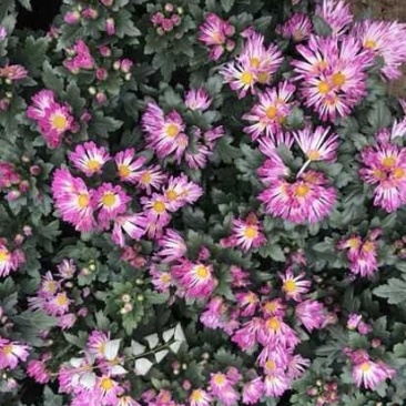 基地国庆菊，千头菊大量供应