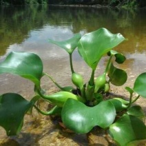 青州基地特价，水生植物，水葫芦