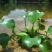 青州基地特价，水生植物，水葫芦