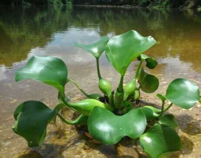 青州基地特价，水生植物，水葫芦