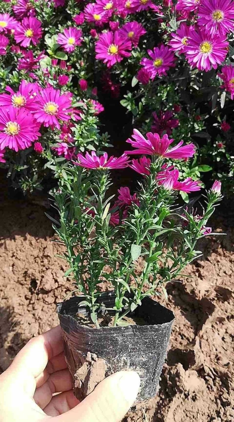 荷兰菊