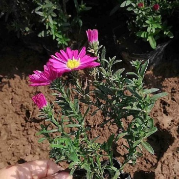 荷兰菊